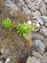 Dolichoglottis scorzoneroides