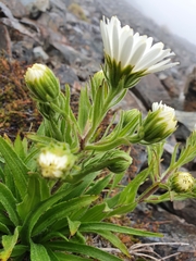 Dolichoglottis scorzoneroides