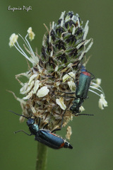 Malachius australis