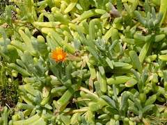 Ice Plant (Malephora crocea)