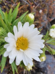 Dolichoglottis scorzoneroides