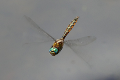 Procordulia jacksoniensis