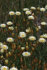 Helichrysum herbaceum