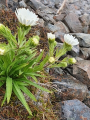 Dolichoglottis scorzoneroides