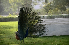 Pavo cristatus