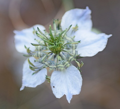 Nigella arvensis