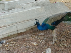 Pavo cristatus