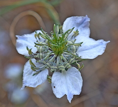 Nigella arvensis