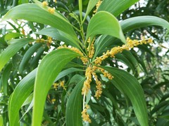 Acacia mangium