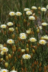Helichrysum herbaceum