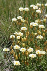 Helichrysum herbaceum