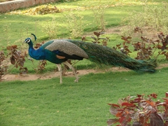 Pavo cristatus