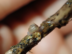 Coneuplecta calculosa