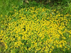 Lysimachia congestiflora