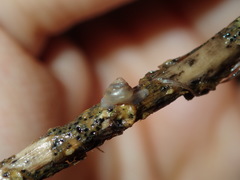 Coneuplecta calculosa