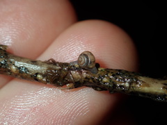 Coneuplecta calculosa