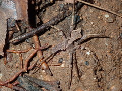Ornodolomedes