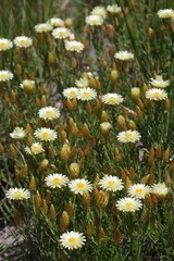 Helichrysum herbaceum