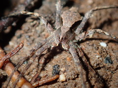 Ornodolomedes