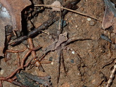 Ornodolomedes