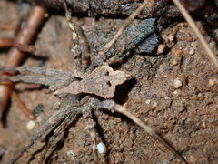 Ornodolomedes