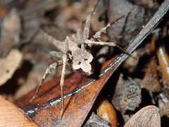 Ornodolomedes