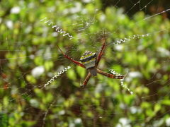 Argiope
