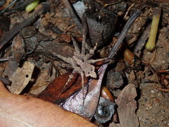 Ornodolomedes