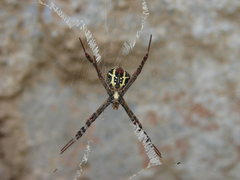 Argiope