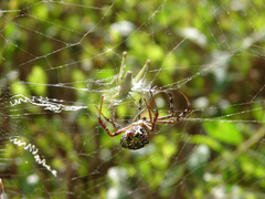 Argiope