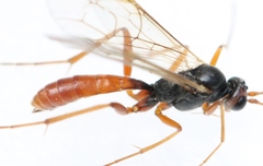 Perilissus spilonotus