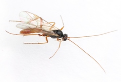 Perilissus spilonotus