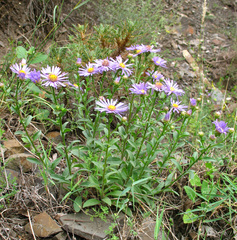 Aster amellus bessarabicus
