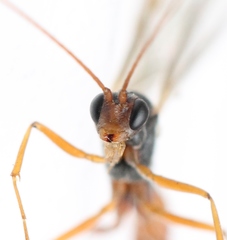 Perilissus spilonotus