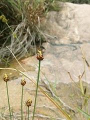 Xyris pauciflora