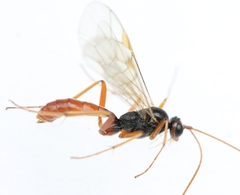 Perilissus spilonotus