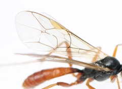 Perilissus spilonotus