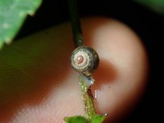 Coneuplecta calculosa