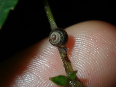 Coneuplecta calculosa