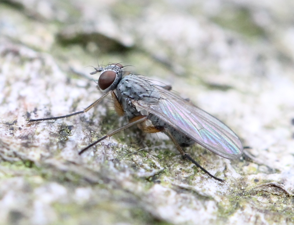 Coenosia albicornis