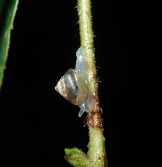 Coneuplecta calculosa