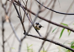 Aegithalos glaucogularis