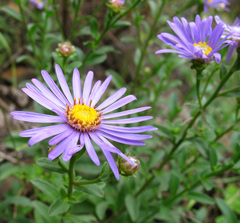 Aster amellus bessarabicus