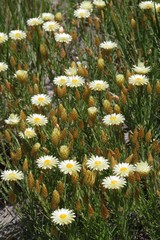 Helichrysum herbaceum