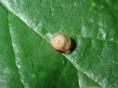 Coneuplecta calculosa