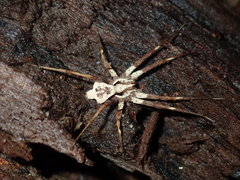 Ornodolomedes