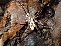 Ornodolomedes
