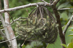 Tillandsia tricholepis