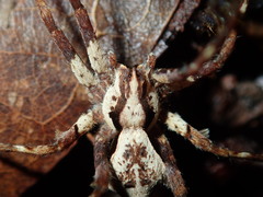 Ornodolomedes