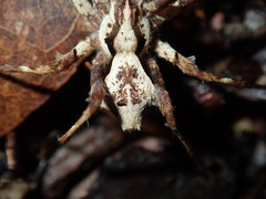 Ornodolomedes